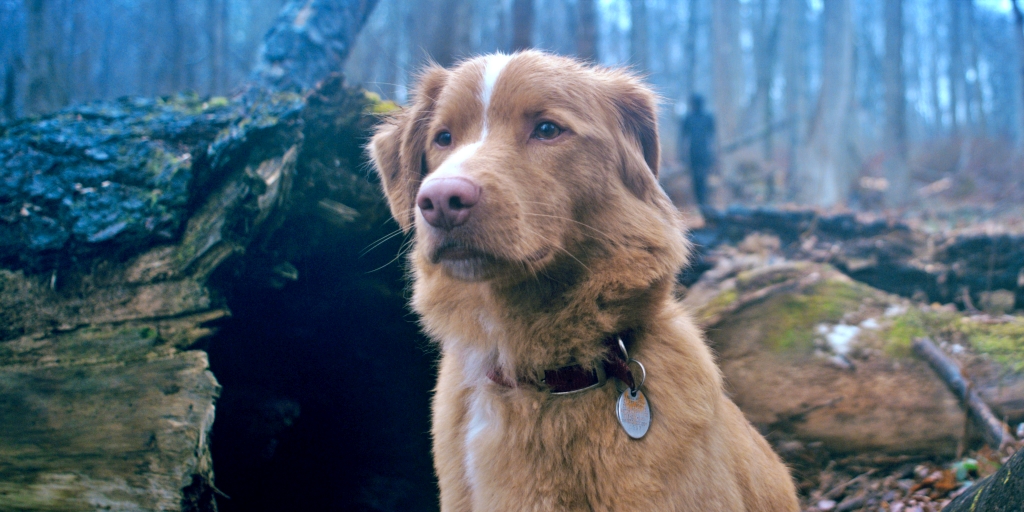 GOOD BOY (2025) – review